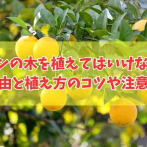 レモンの木を庭に植えてはいけない６つの理由とは？植え方のコツや栽培する際の注意点