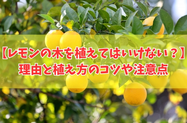レモンの木を庭に植えてはいけない６つの理由とは？植え方のコツや栽培する際の注意点